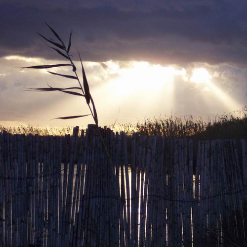 Albufera_ (2).jpg